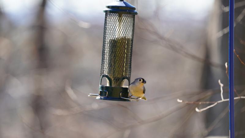 Bird at feeder