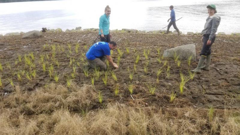 Volunteers planting