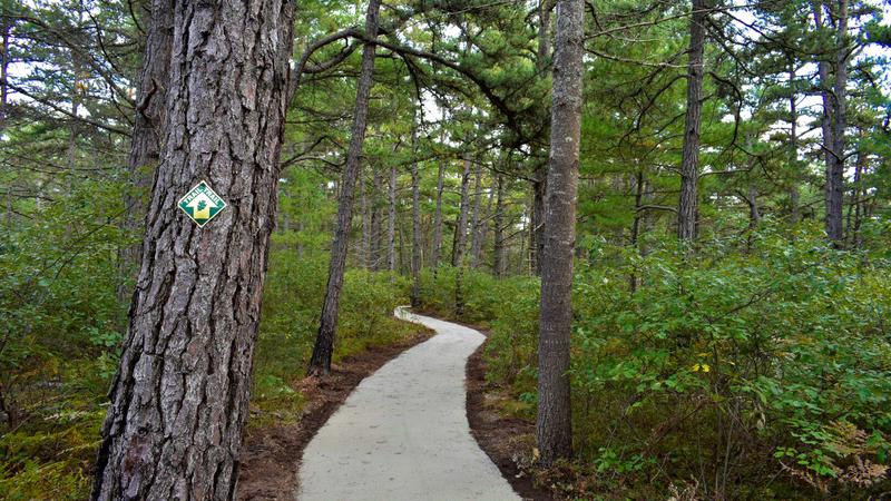 Pine Barrens Trail Boardwalk