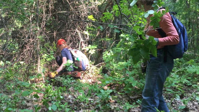 Volunteers removing invasive plants