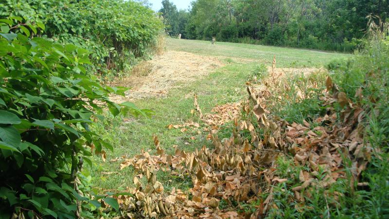 Invasive Plant - Knotweed