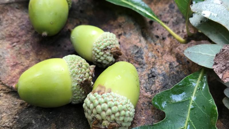 Acorns