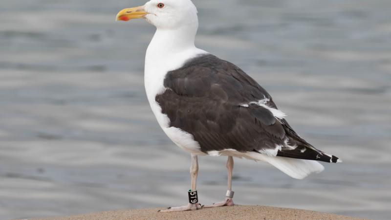 Gull