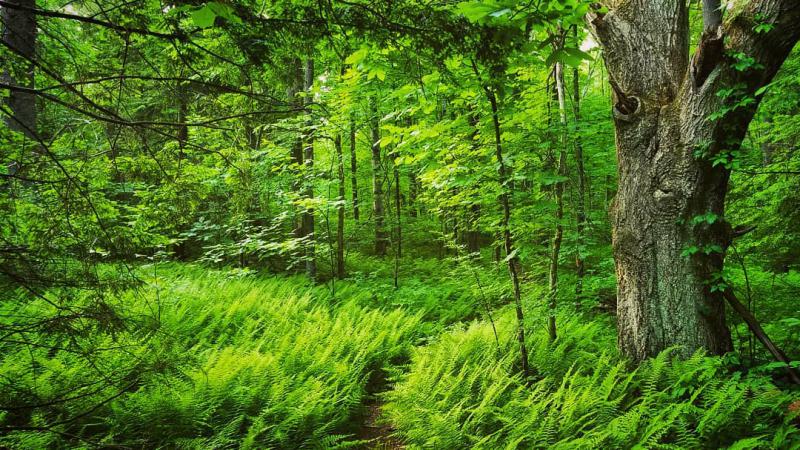 Trail through the woods