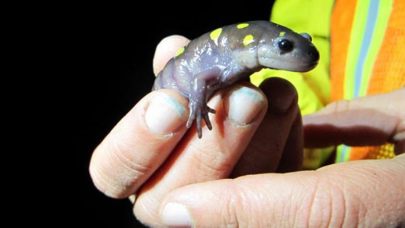 Spotted Salamander in hand