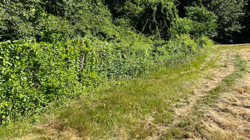 invasives along fenceline
