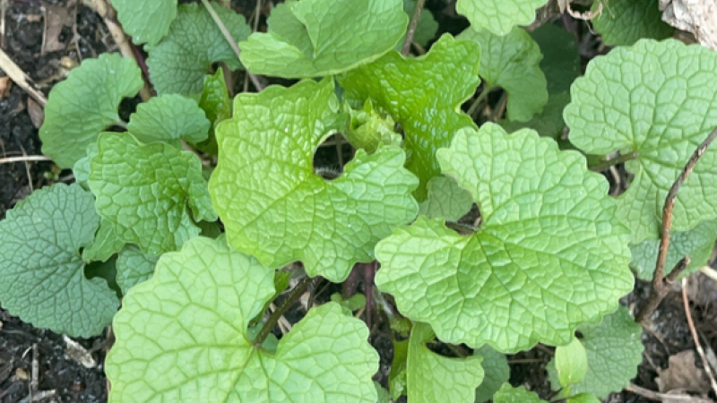 garlic mustard