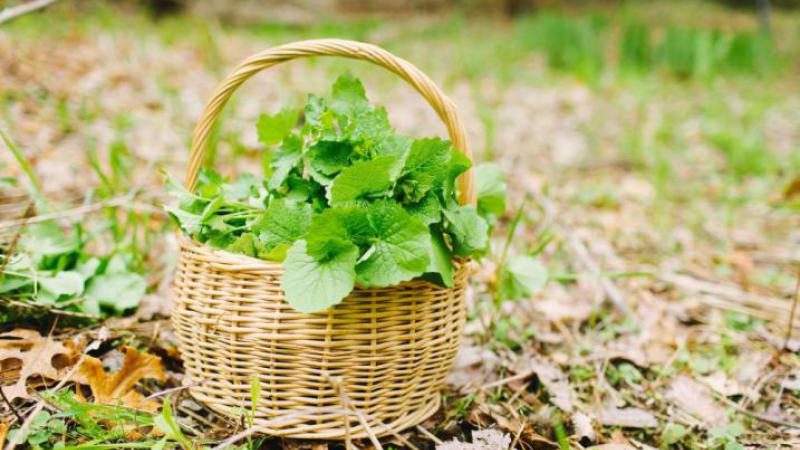 Garlic mustard in picnic basket