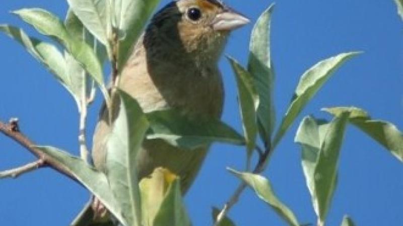 grasshopper sparrow