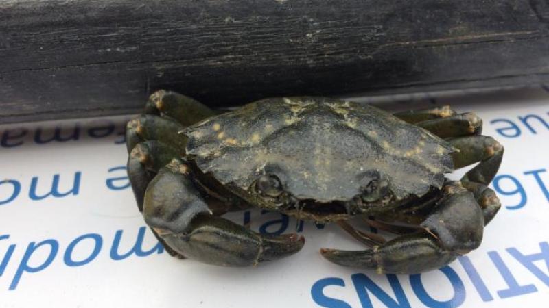 Green Crab