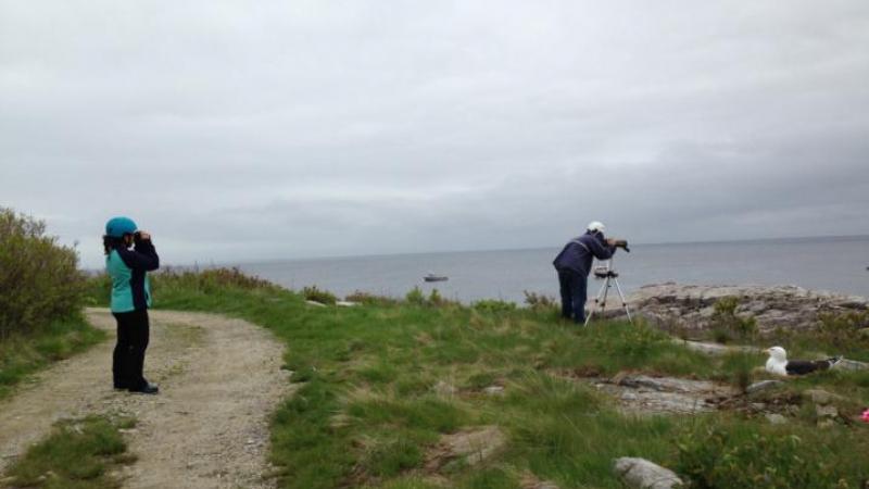 Gulls of Appledore Volunteers