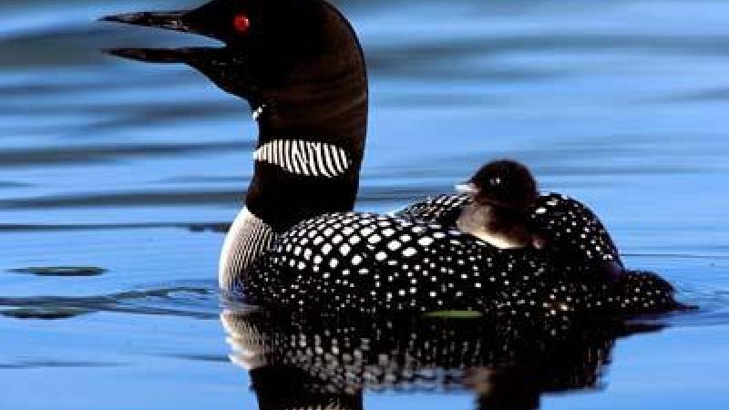 Loon with chick