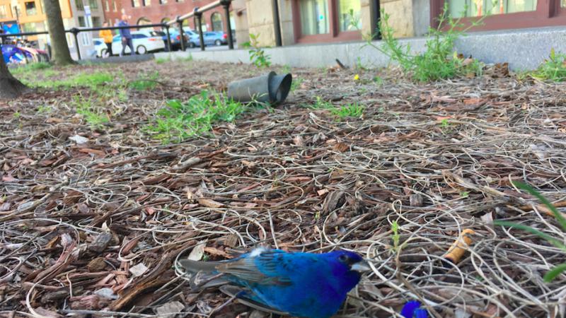 Bird Collision