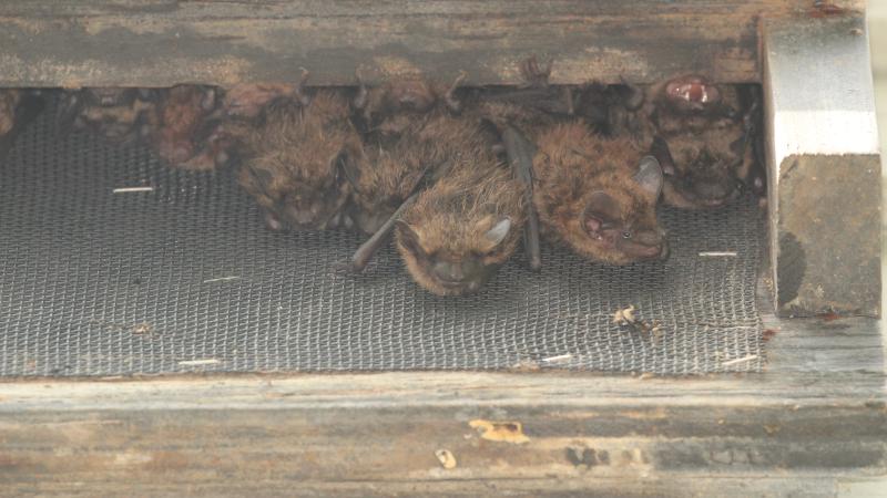 Bat colony close up