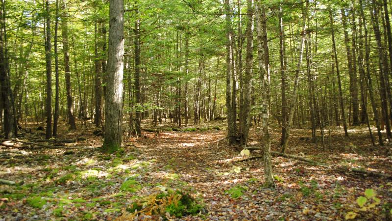 woods trail