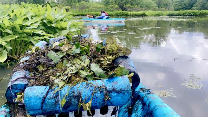 Water chestnut pulled from river