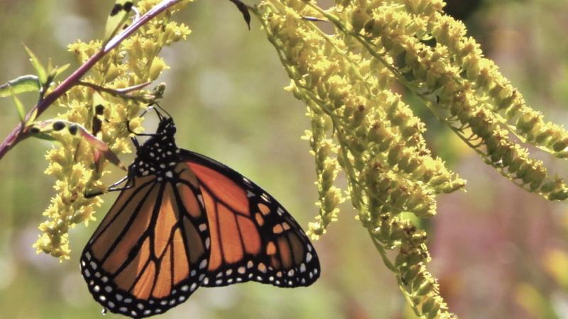 monarch butterfly on plant