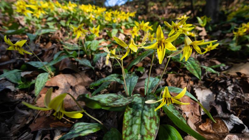 trout lillies