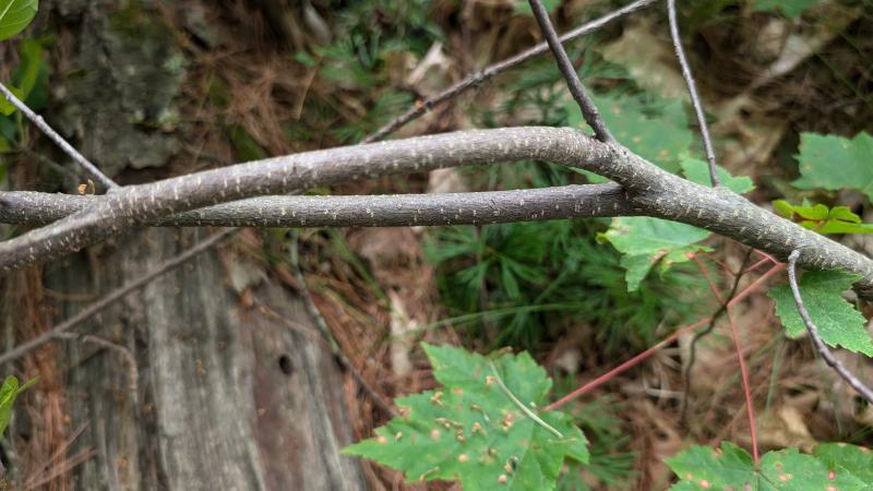 buckthorn branch