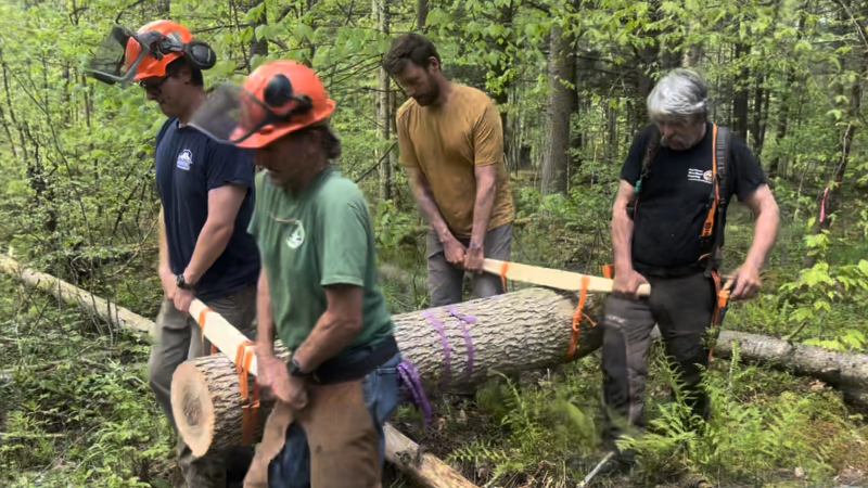 volunteers carrying tree