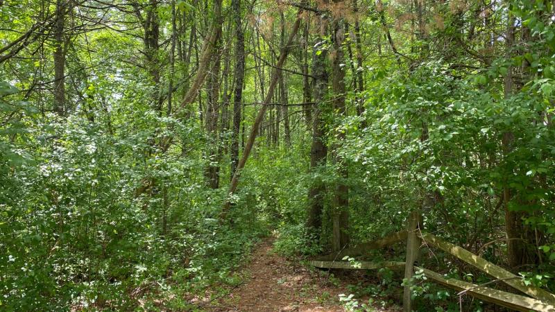 invasive plants on trail