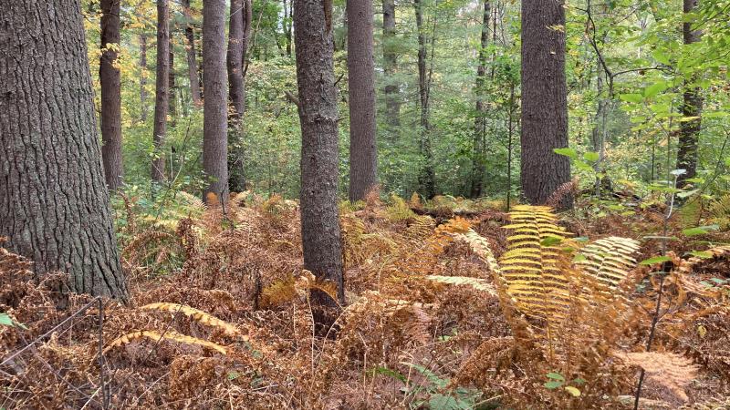 forest understory