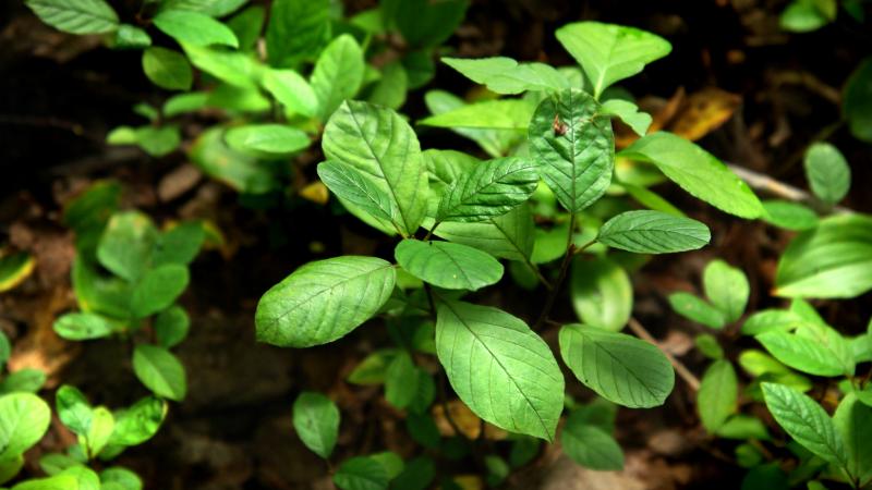 buckthorn