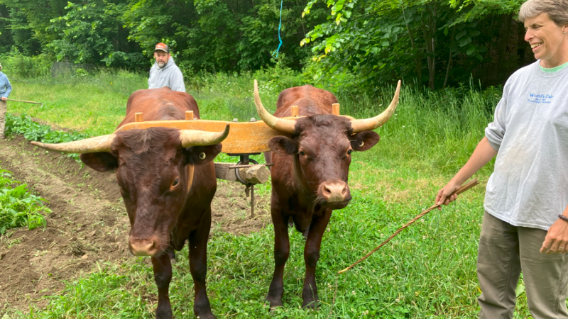 Oxen in yoke with farmer