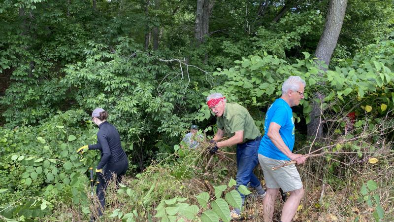 volunteers removing invasive plants