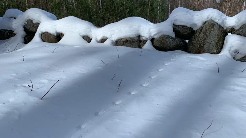 wildlife tracks in snow