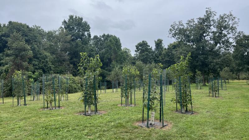 planted chestnut trees in field