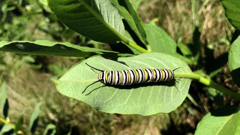 monarch catepillar