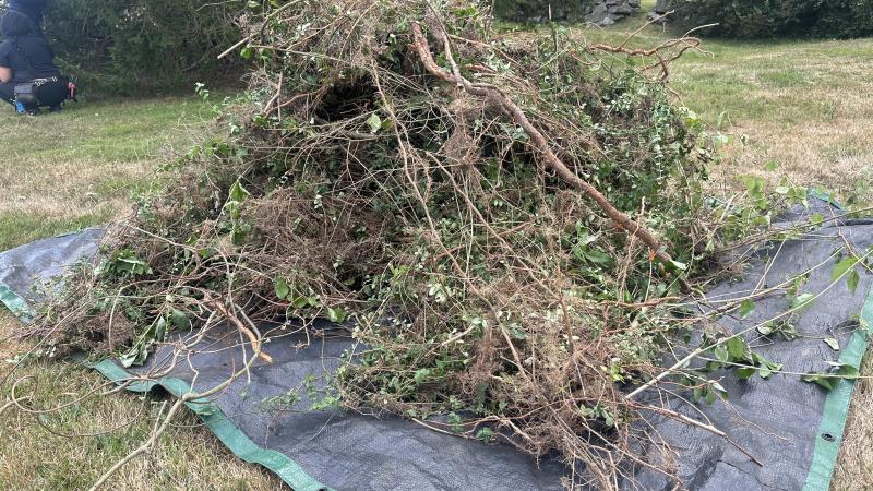 pile of invasive plants