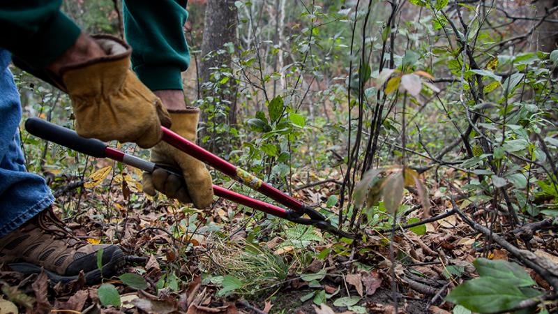 loppers cutting invasive plant