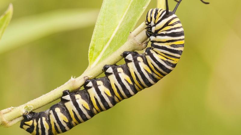 monarch caterpillar