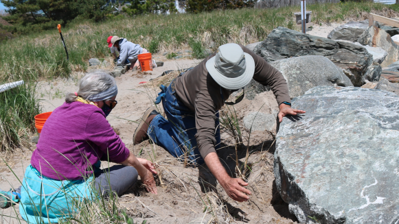 people planting dune grass