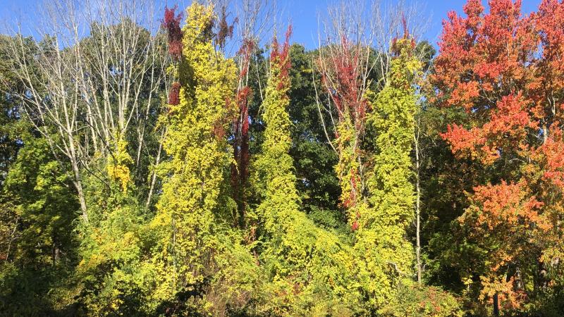 invasive plants on tree