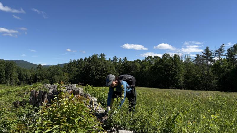 person pulling invasive plants along stonewall