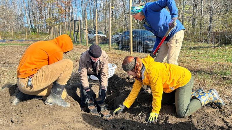 volunteers planting tree