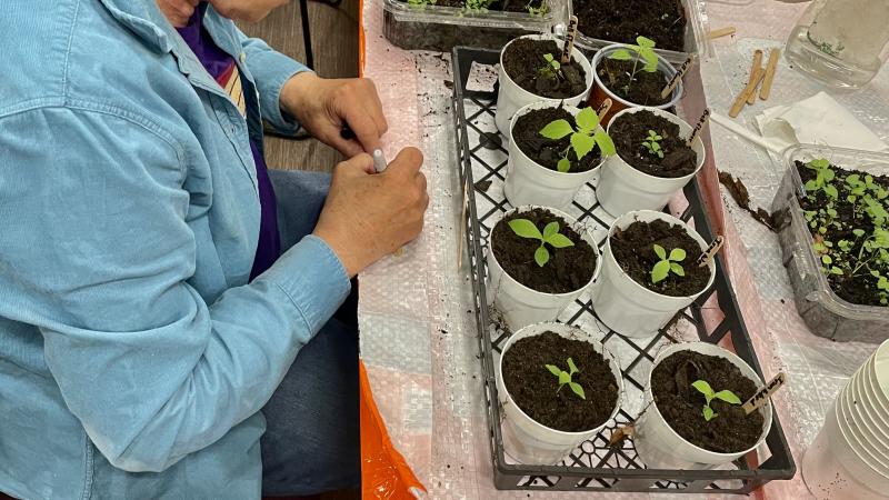 person planting seedlings