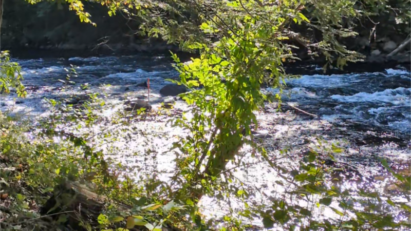 invasive plants along river