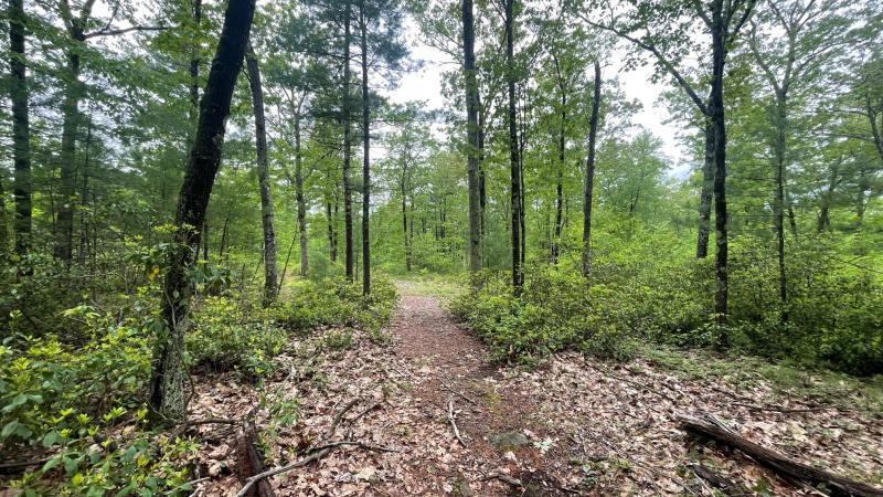 trail in the woods