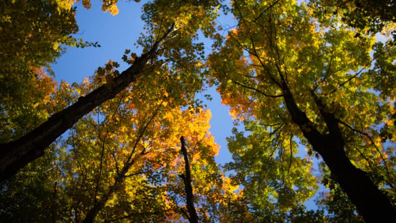 view of tree tops
