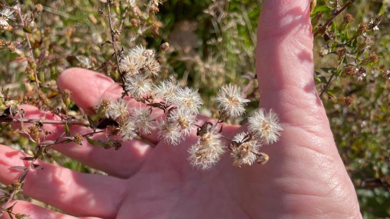 hands with native flower seeds