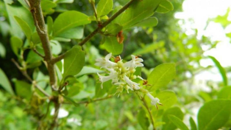Invasive Plants VT