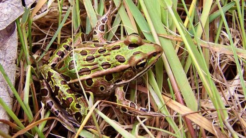 Leopard Frog NH