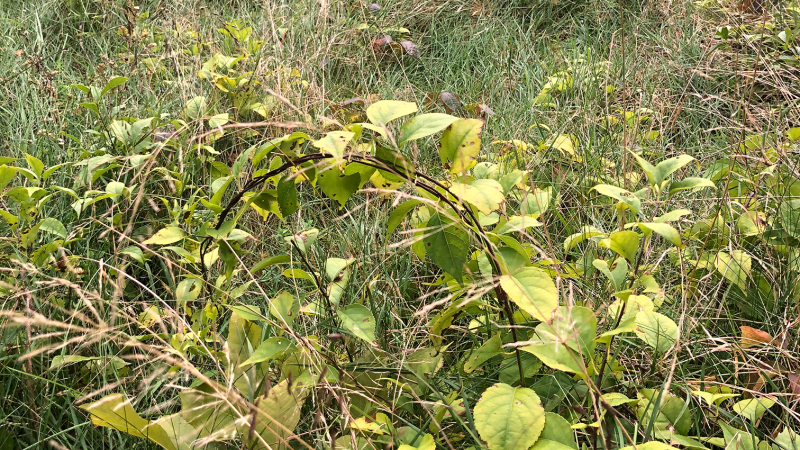 bittersweet vine
