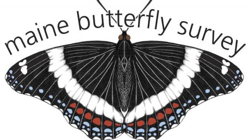 Maine Butterfly Survey logo