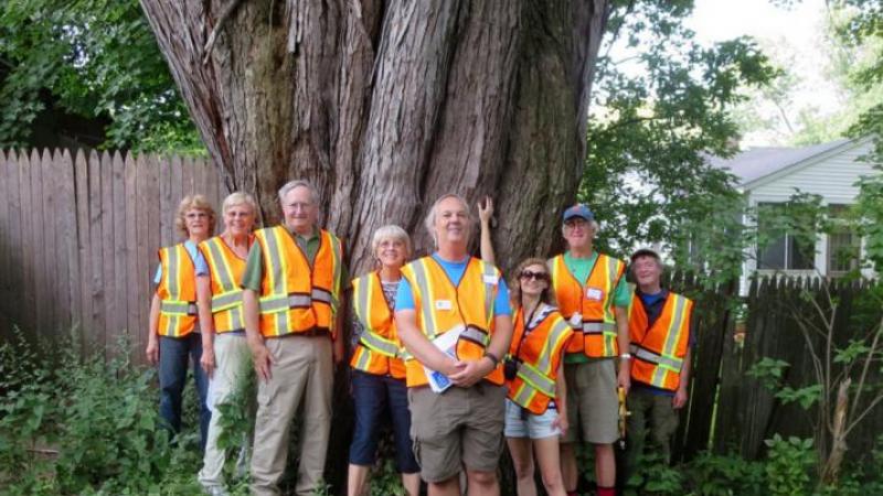 NH big tree volunteers
