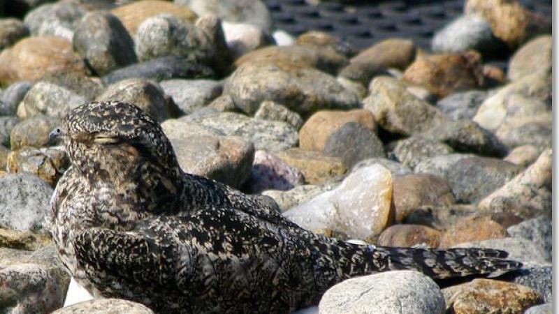 Nighthawk on rocks